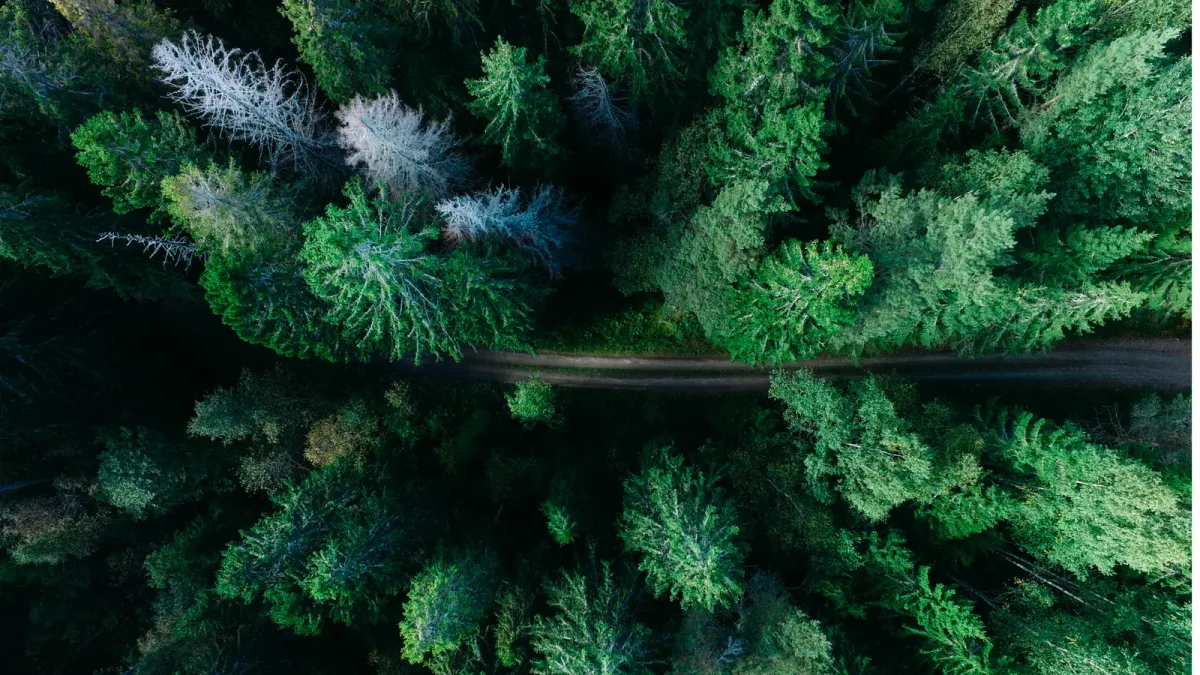 Aerial view of a forest
