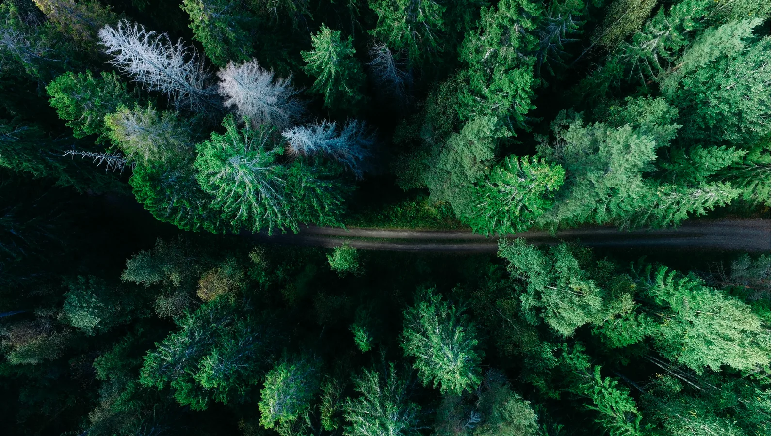 Aerial view of a forest